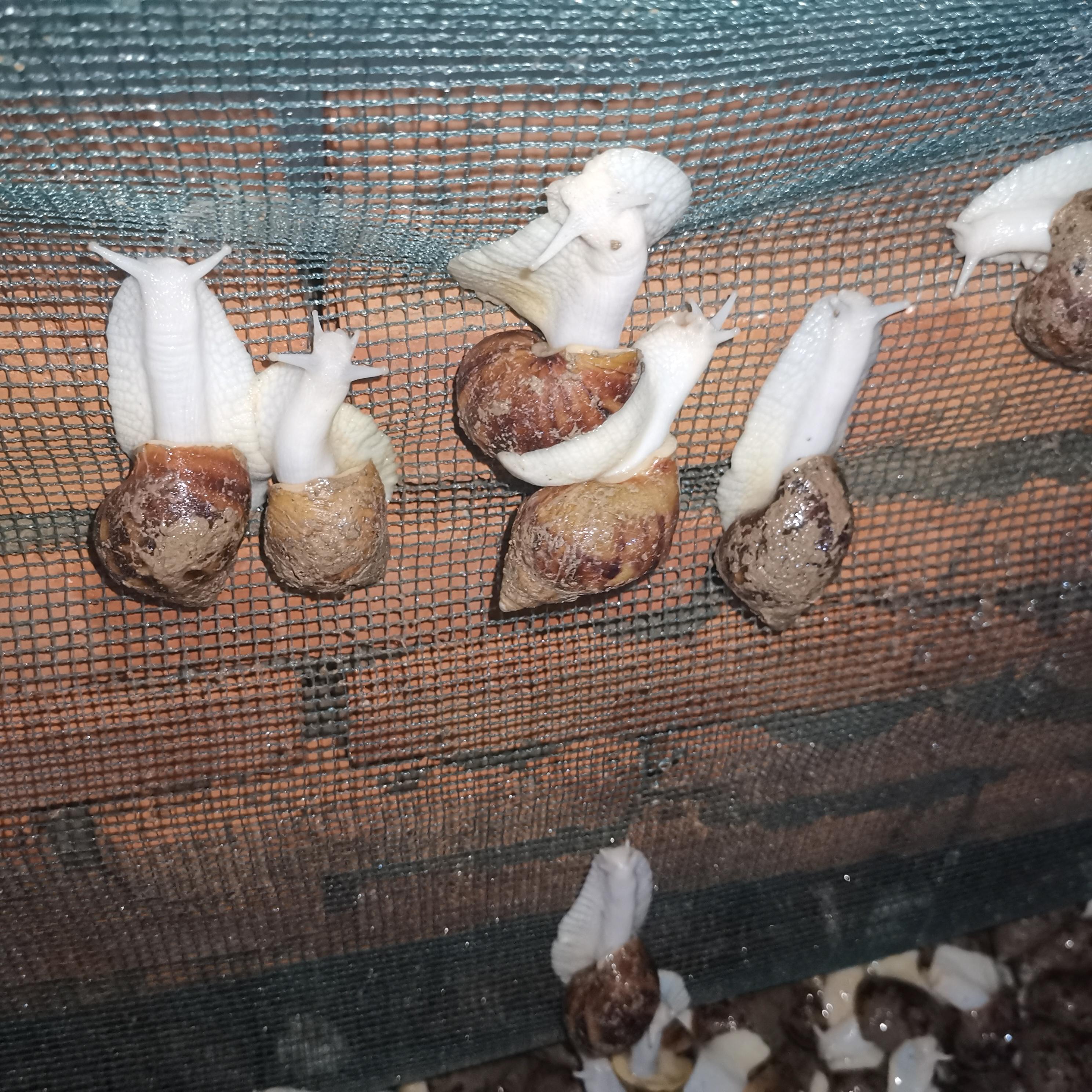 致富经白玉蜗牛年赚48万_白玉蜗牛养殖致富_白玉蜗牛养殖利润