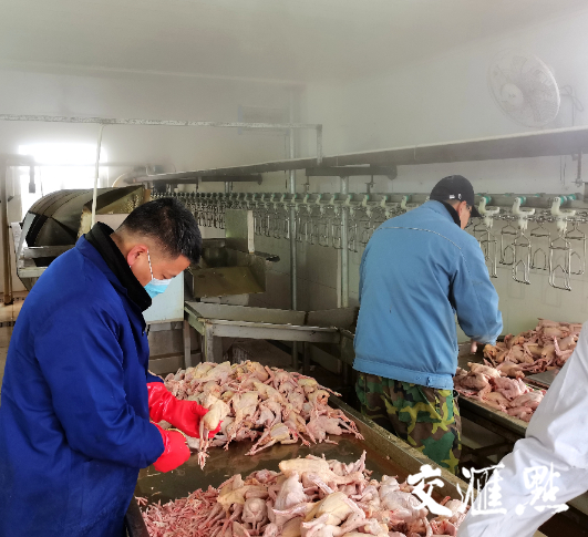 致富经养蛋鸽_养鸽子蛋的成本和利润_鸽子蛋养殖场