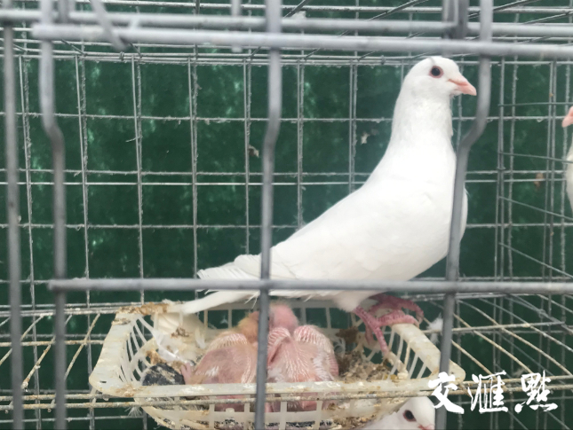 养鸽子蛋的成本和利润_鸽子蛋养殖场_致富经养蛋鸽