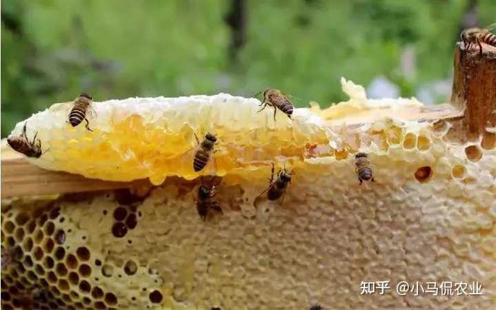 土蜜蜂养殖致富_蜜蜂养殖视频致富经_土法养蜜蜂致富视频