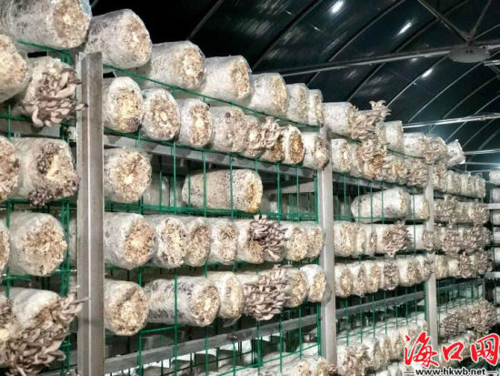 大棚种植姬菇技术视频_姬菇的种植技术视频_姬菇栽培技术视频
