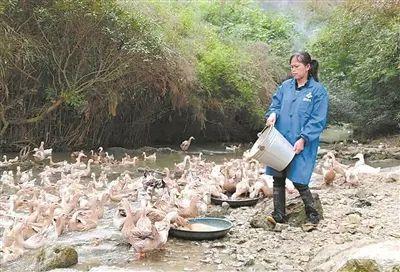 致富经养蛋鸽_养鸽子蛋赚钱吗_养鸽子蛋的成本和利润