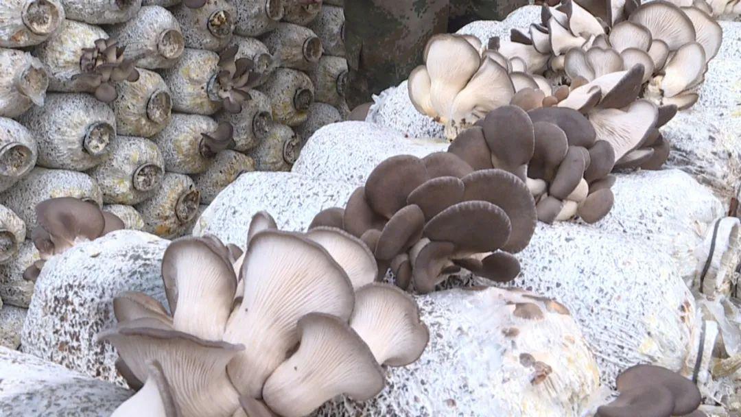 农村致富经种植_农民致富种植项目_农民种植致富