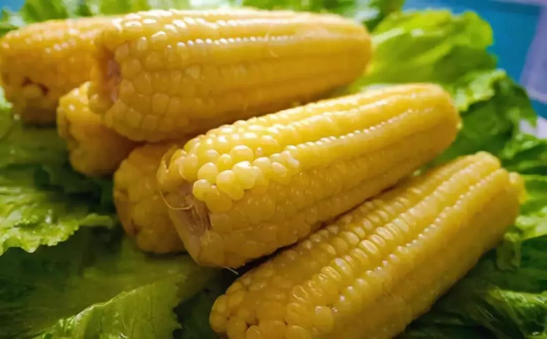 东北玉米高产栽培技术_东北玉米种植技术视频_东北玉米栽培技术