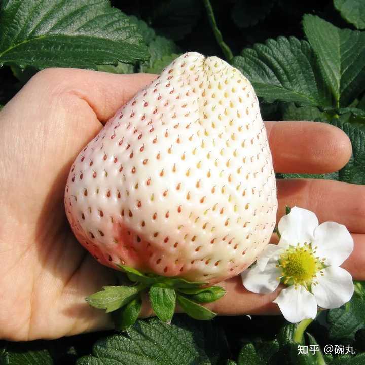 野草莓种植技术_草莓野外种植_野草莓的种植