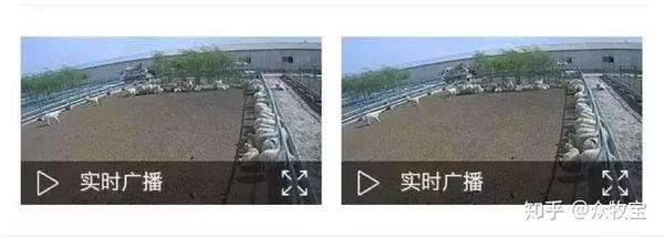 种羊肉养殖致富_致富经肉羊养殖视频_肉羊养殖项目