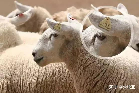 致富经肉羊养殖视频_种羊肉养殖致富_肉羊养殖项目