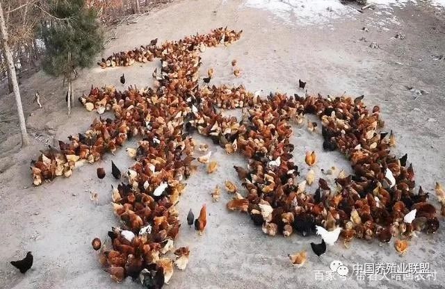 发财致富经_农业养殖发财致富之路图片_致富发财养殖之路农业图片大全