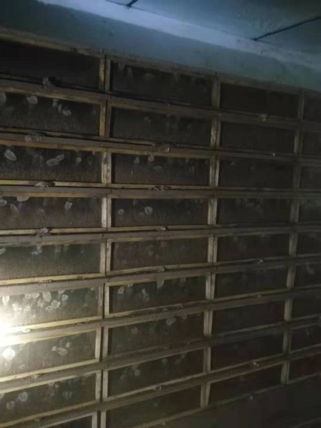 致富经蜗牛养殖白玉蜗牛_白玉蜗牛养殖利润_白玉蜗牛养殖致富