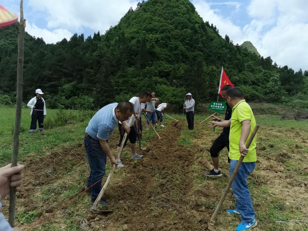 致富种植牧草图片_致富种植牧草怎么样_牧草种植致富