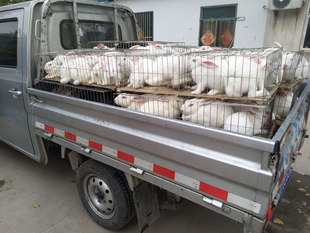 养殖兔子前景如何