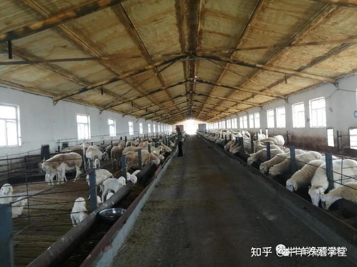 羊肉养殖业_种羊肉养殖致富_致富经肉羊养殖视频