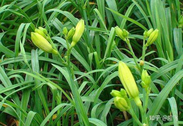 农民种黄花菜，要想连续十几年取得高产，掌握5种方法就能做到
