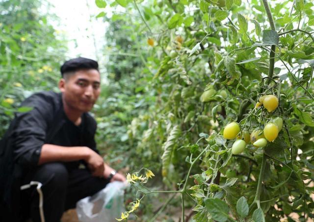 枸杞番茄价格行情_枸杞番茄种子价格_枸杞番茄种植致富