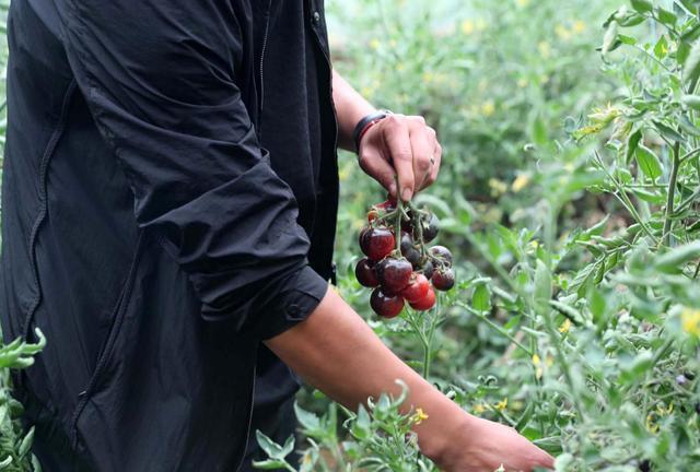 枸杞番茄种子价格_枸杞番茄价格行情_枸杞番茄种植致富