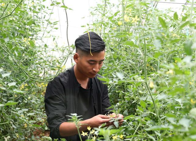 枸杞番茄种植致富_枸杞番茄种子价格_枸杞番茄价格行情