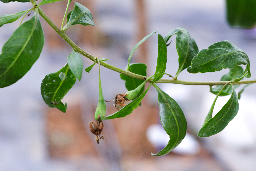 枸杞小番茄苗哪里有卖_致富枸杞番茄种植视频_枸杞番茄种植致富