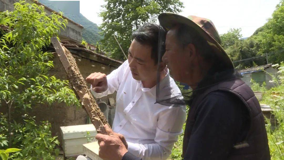 致富经杨绍位养蜂技术_养蜂致富带头人_杨绍位养马蜂