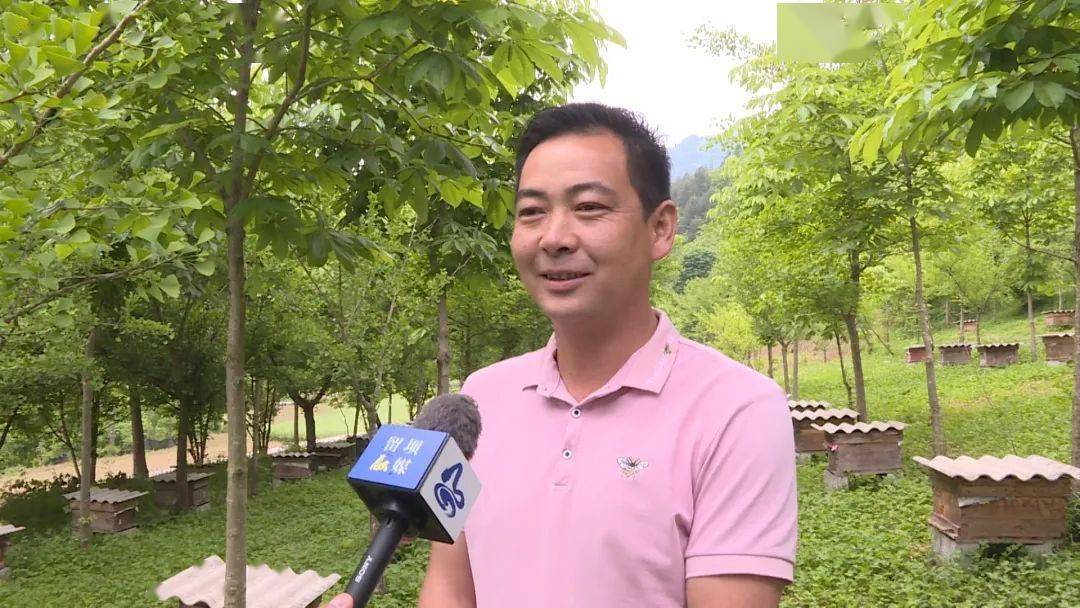 致富经杨绍位养蜂技术_杨绍位养马蜂_养蜂致富带头人