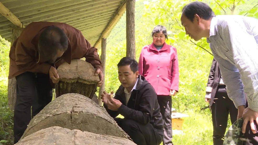 杨绍位养马蜂_养蜂致富带头人_致富经杨绍位养蜂技术