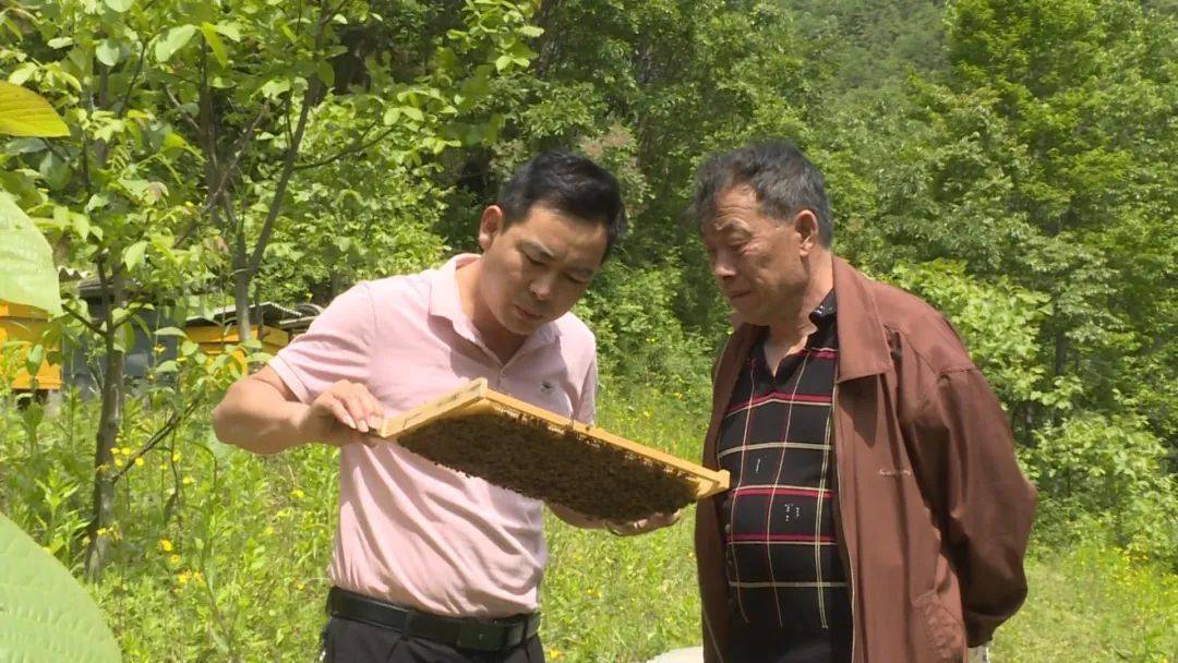 养蜂致富带头人_杨绍位养马蜂_致富经杨绍位养蜂技术