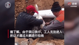 “战斗力一鹅”变身“穿线工”，网友：必须给鹅开工资
