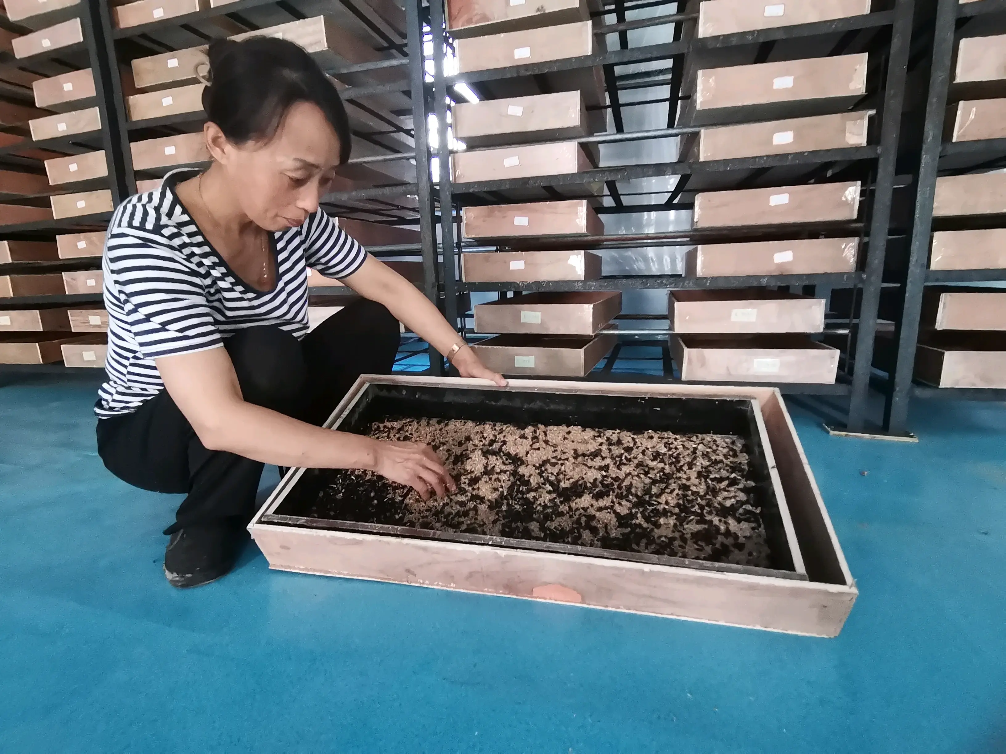黄粉虫养殖致富_黄粉虫养殖致富_黄粉虫养殖致富