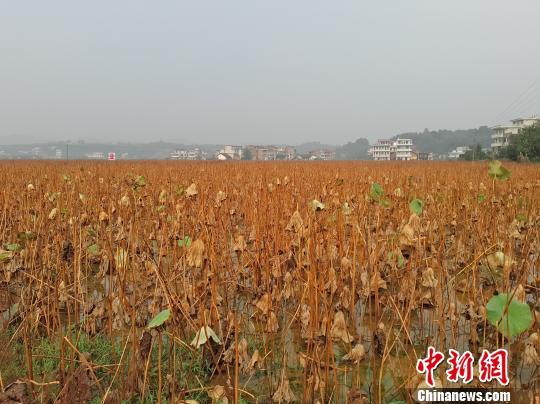 莲蓬的价值_种植莲蓬收入怎么样_致富经莲蓬哪里买