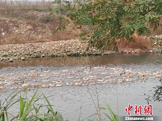 莲蓬的价值_种植莲蓬收入怎么样_致富经莲蓬哪里买