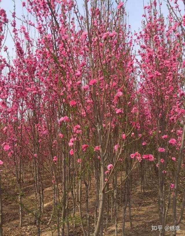 致富种植什么比较赚大钱_种植多少亩土地能发家致富_农村种植致富