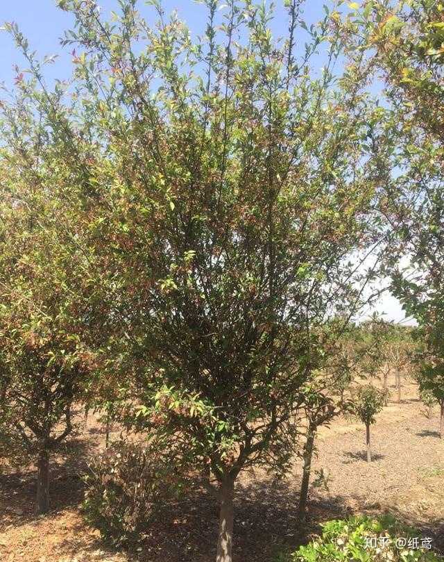 种植多少亩土地能发家致富_农村种植致富_致富种植什么比较赚大钱