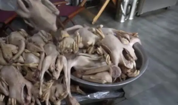 鹅汤的做法大全集_滋补鹅汤_致富经灌汤烤鹅