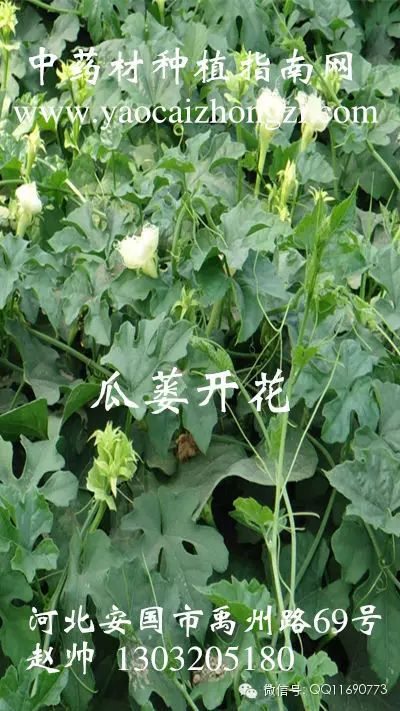 致富药材种植网有哪些公司_药材种植致富网有哪些_药材种植致富项目