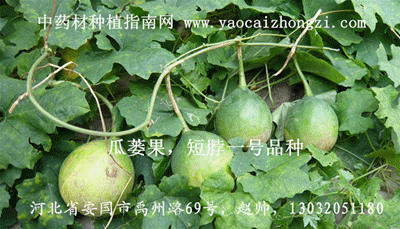 药材种植致富项目_致富药材种植网有哪些公司_药材种植致富网有哪些