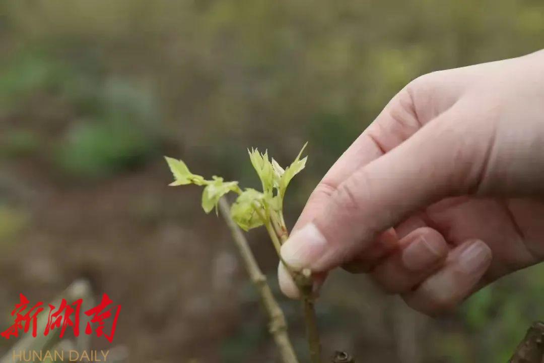 豌豆芽苗菜种植技术视频_豌豆芽菜种植方法_豌豆芽种植致富