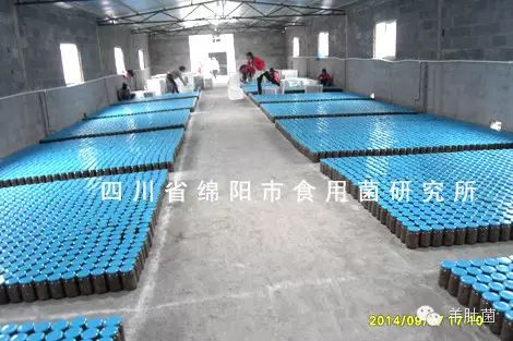 蘑菇种植图片大全大图_蘑菇种植技术方法图片_蘑菇种植的图片