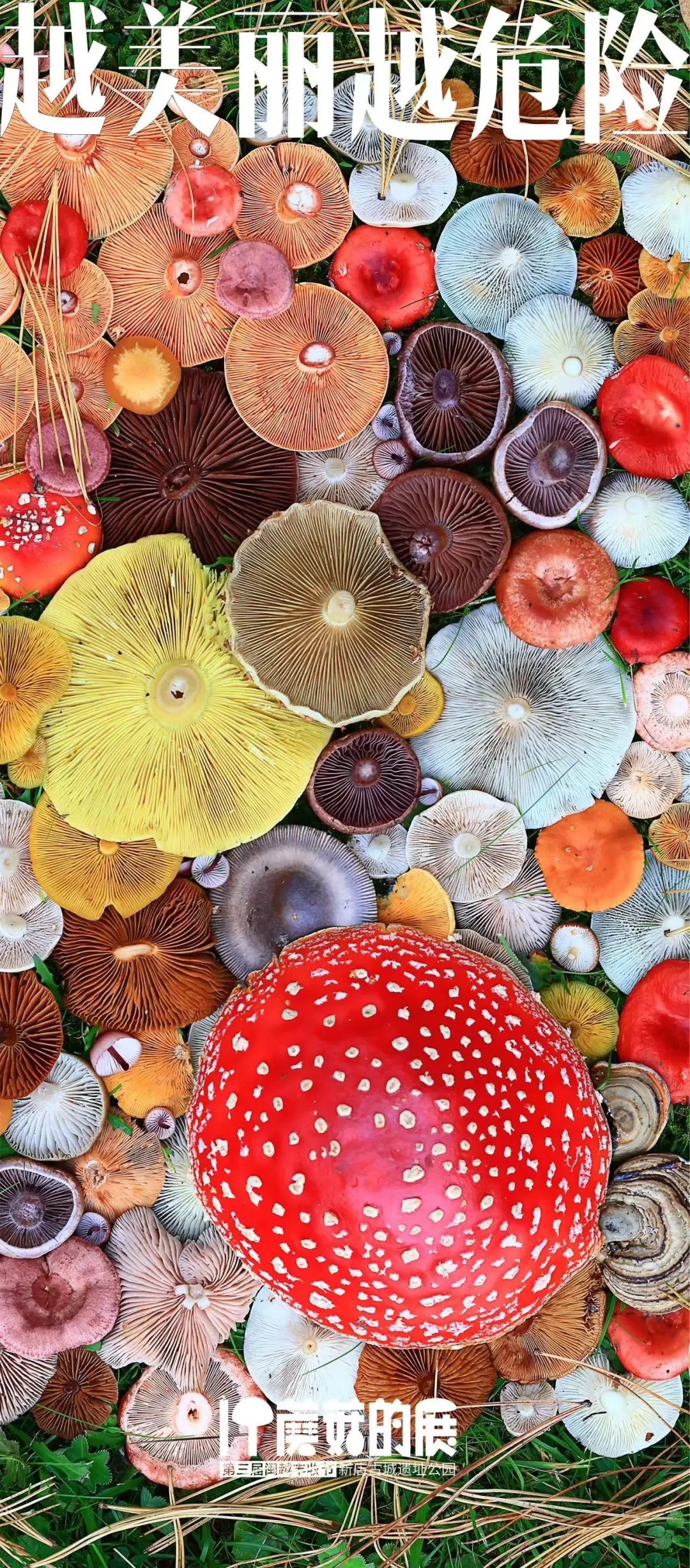 蘑菇种植的图片_蘑菇种植图片方法技术图_蘑菇种植技术方法图片