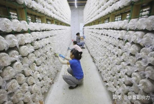 致富养殖广西鲶鱼_广西鲶鱼多少钱一斤_广西养殖鲶鱼致富经
