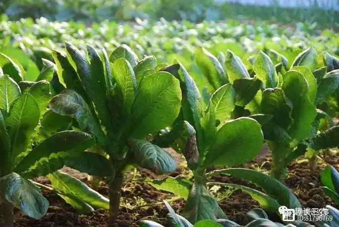 莴苣怎么种植好，这些方法一定要记住！
