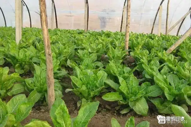 种莴苣应该怎样种_种植莴苣技术视频_莴苣种植技术