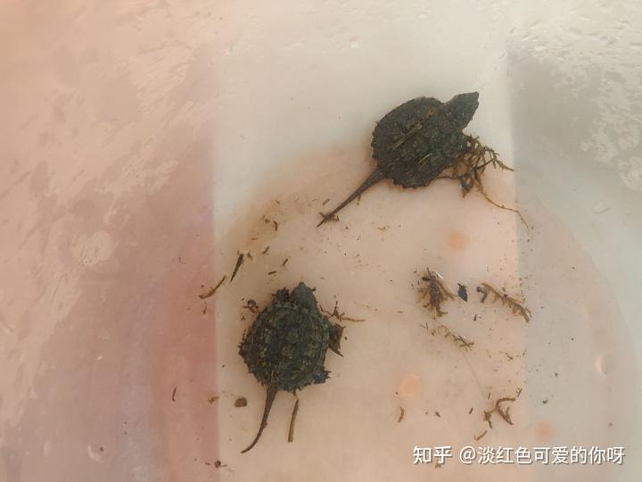 致富经鳄龟_致富经鳄龟养殖视频_致富经鳄龟视频