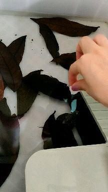 致富经鳄龟视频_致富经鳄龟_致富经鳄龟养殖视频