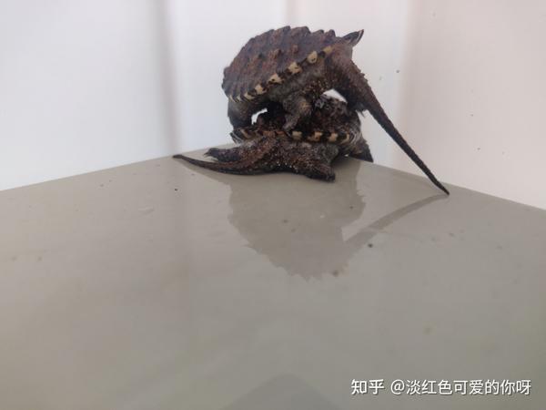 致富经鳄龟视频_致富经鳄龟_致富经鳄龟养殖视频