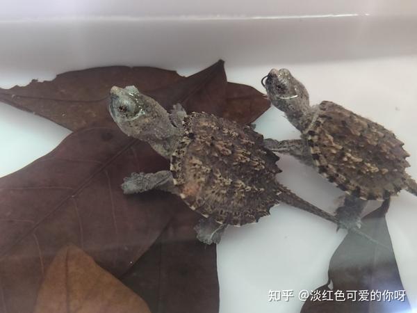 致富经鳄龟视频_致富经鳄龟_致富经鳄龟养殖视频