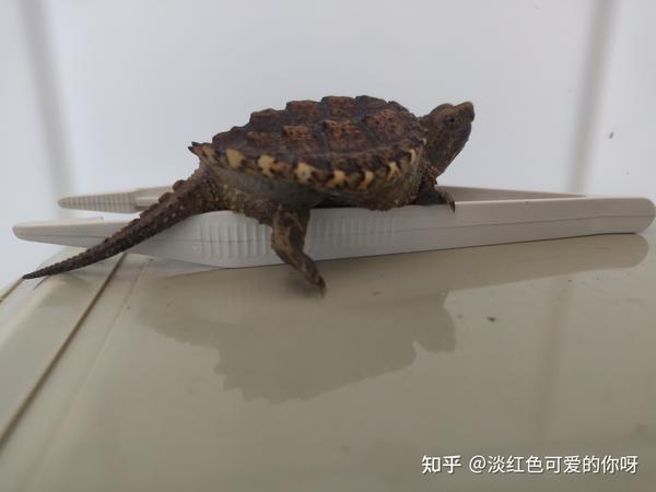 致富经鳄龟_致富经鳄龟视频_致富经鳄龟养殖视频