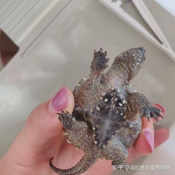 致富经鳄龟养殖视频_致富经鳄龟视频_致富经鳄龟