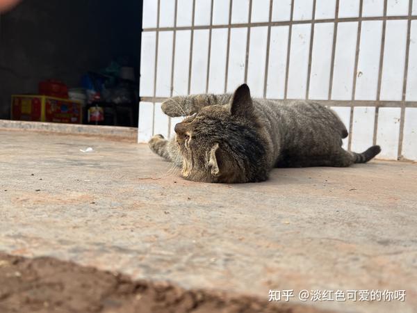 致富经鳄龟_致富经鳄龟视频_致富经鳄龟养殖视频