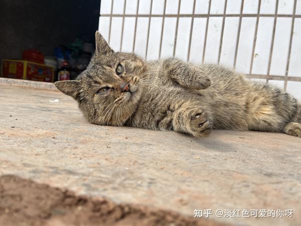 致富经鳄龟视频_致富经鳄龟_致富经鳄龟养殖视频