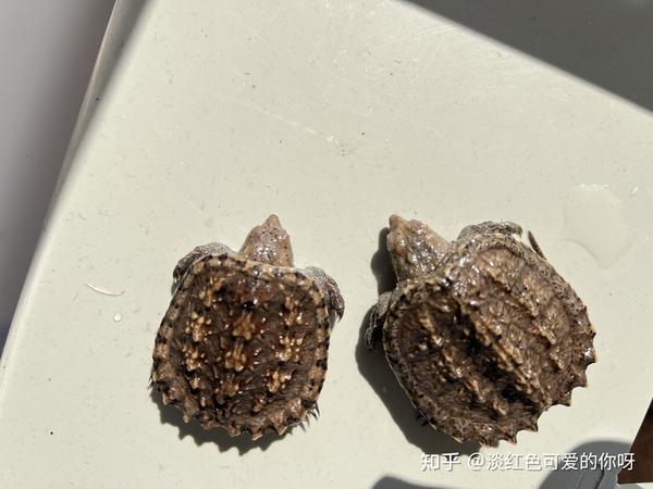 致富经鳄龟视频_致富经鳄龟养殖视频_致富经鳄龟