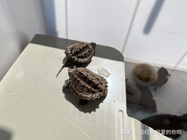 致富经鳄龟_致富经鳄龟养殖视频_致富经鳄龟视频